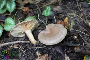 lactarius hortensis (1000 x 667)6